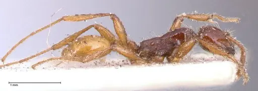 Aenictus decolor - FOCOL0591