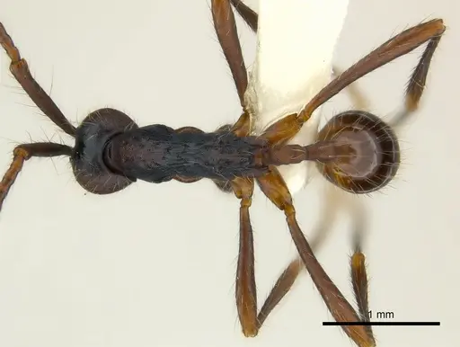 Aenictus dentatus specimen