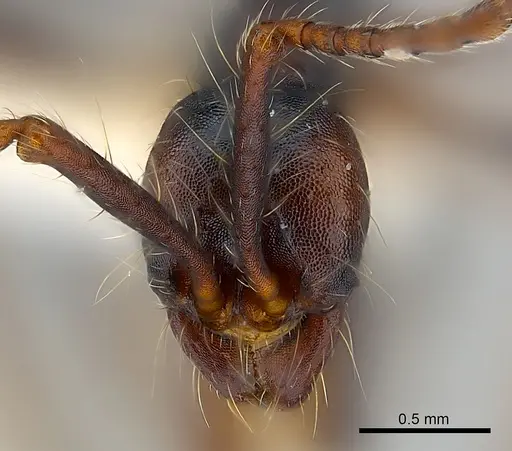 Aenictus dentatus specimen