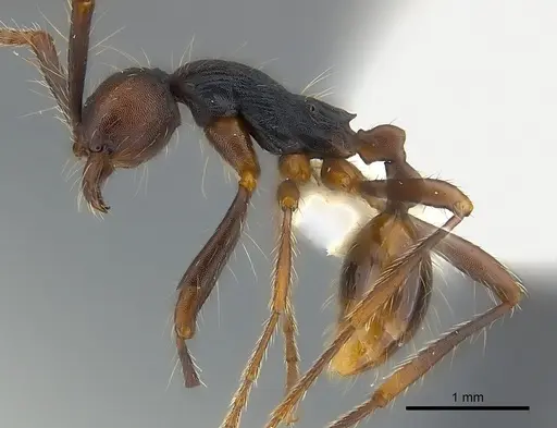 Aenictus dentatus specimen