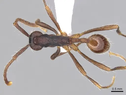 Aenictus dentatus - CASENT0249273