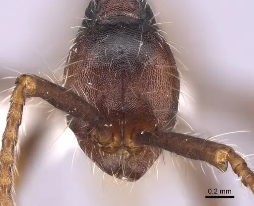 Aenictus dentatus - CASENT0249273