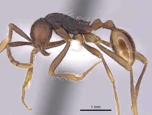 Aenictus dentatus - CASENT0249273