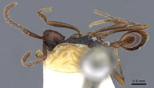 Aenictus dentatus - CASENT0905982