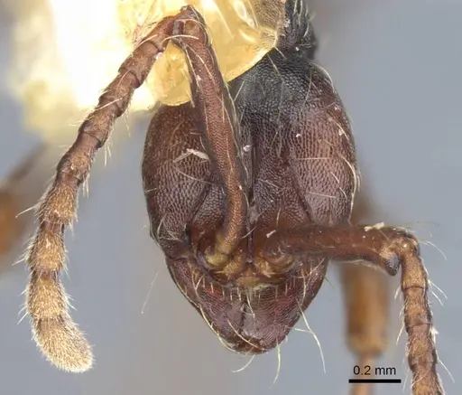 Aenictus dentatus - CASENT0905982