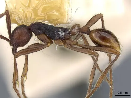 Aenictus dentatus - CASENT0905982