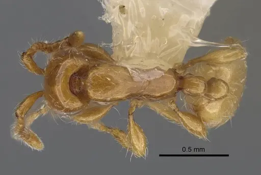 Aenictus dlusskyi specimen