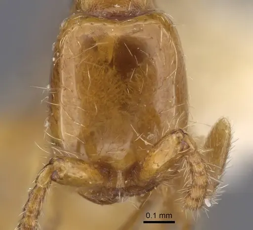 Aenictus dlusskyi specimen