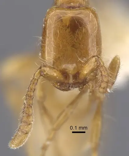 Aenictus dlusskyi specimen