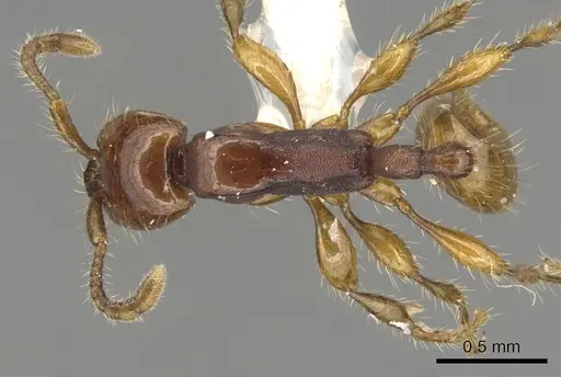Aenictus doydeei specimen
