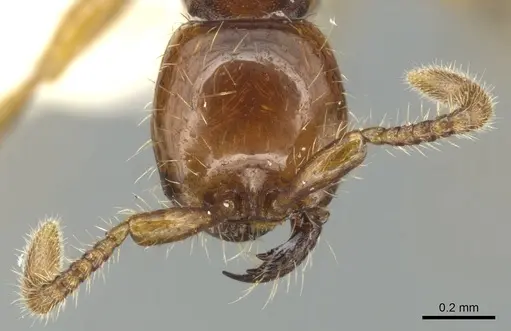 Aenictus doydeei specimen