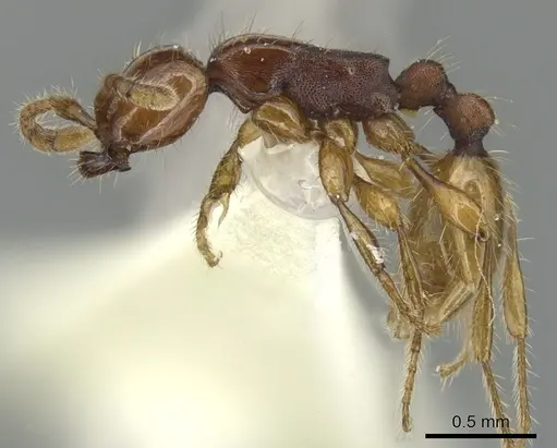 Aenictus doydeei specimen