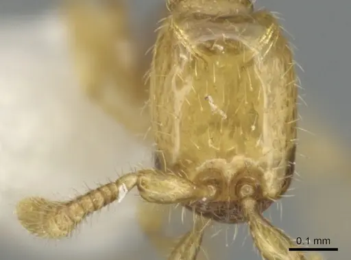 Aenictus duengkaei specimen