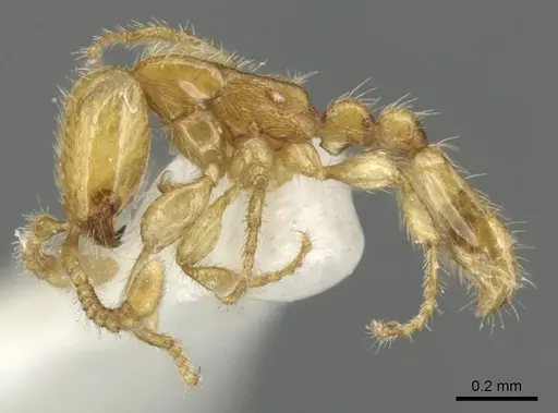 Aenictus duengkaei specimen