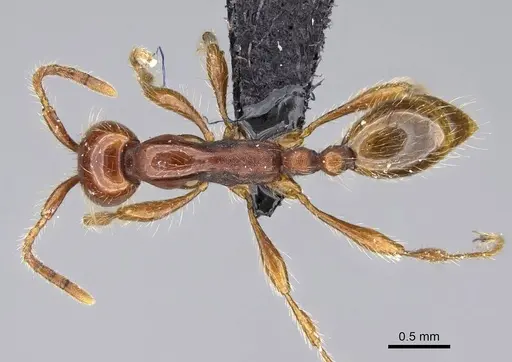 Aenictus eugenii specimen