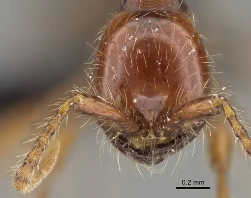 Aenictus eugenii specimen