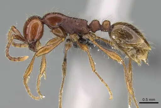 Aenictus eugenii specimen