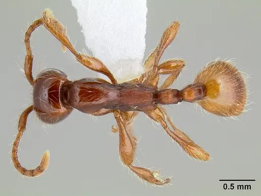 Aenictus eugenii - CASENT0106069