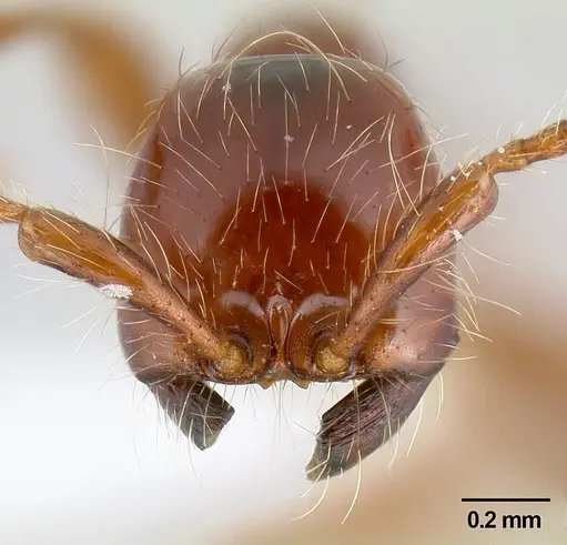 Aenictus eugenii - CASENT0106069