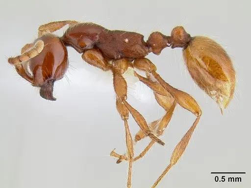 Aenictus eugenii - CASENT0106069