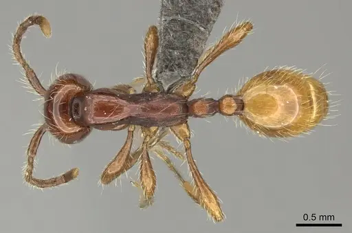 Aenictus eugenii - CASENT0235822