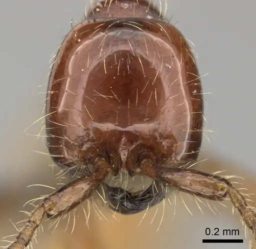 Aenictus eugenii - CASENT0235822