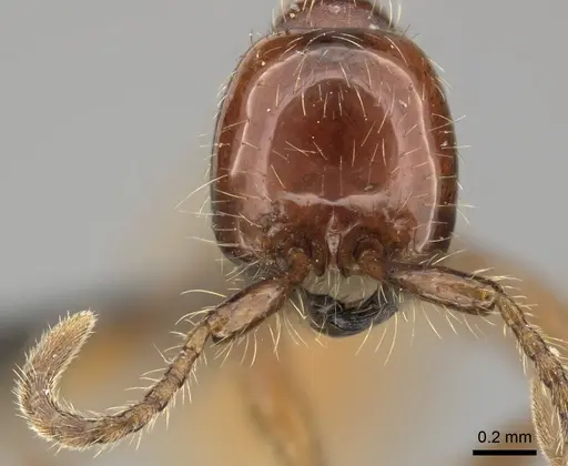 Aenictus eugenii - CASENT0235822