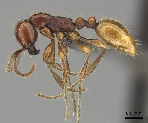 Aenictus eugenii - CASENT0235822