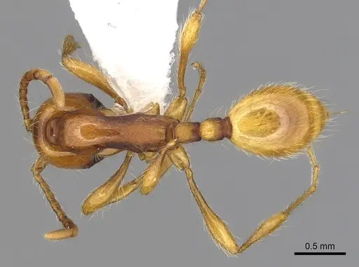 Aenictus eugenii - CASENT0249274