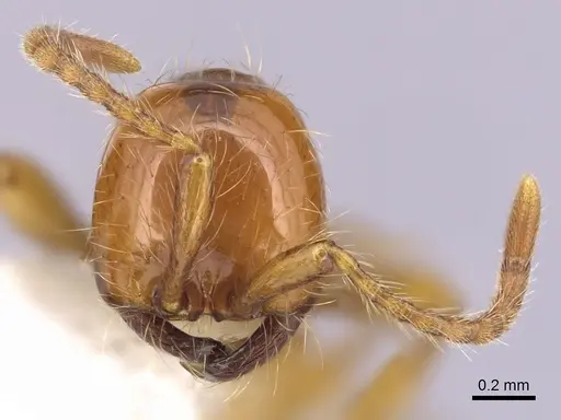 Aenictus eugenii - CASENT0249274