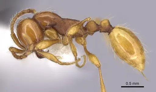 Aenictus eugenii - CASENT0249274