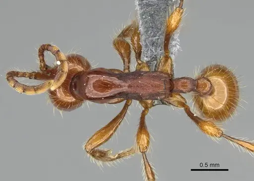 Aenictus eugenii - CASENT0350553
