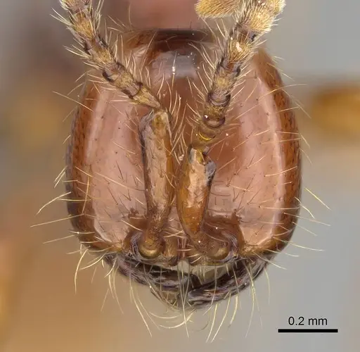 Aenictus eugenii - CASENT0350553