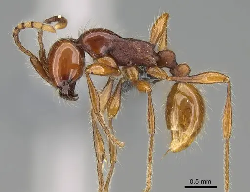 Aenictus eugenii - CASENT0350553