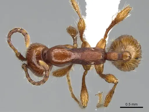 Aenictus eugenii - CASENT0415253