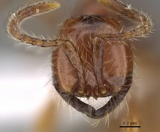 Aenictus eugenii - CASENT0415253