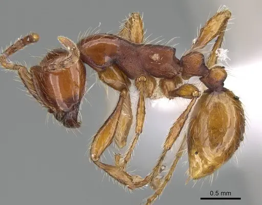 Aenictus eugenii - CASENT0415253