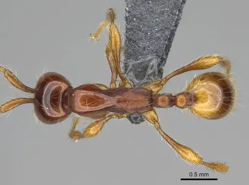 Aenictus eugenii - CASENT0782394