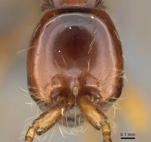 Aenictus eugenii - CASENT0782394