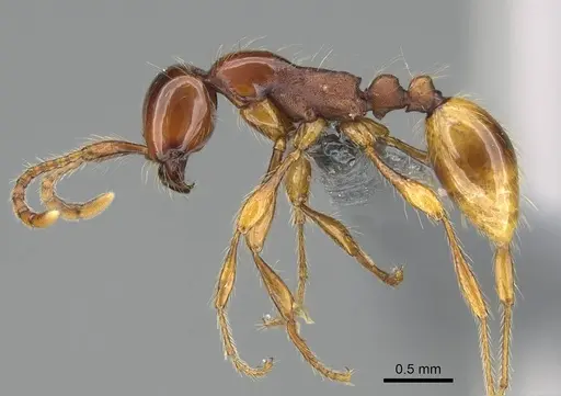 Aenictus eugenii - CASENT0782394