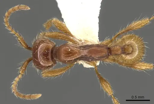 Aenictus eugenii - CASENT0900360