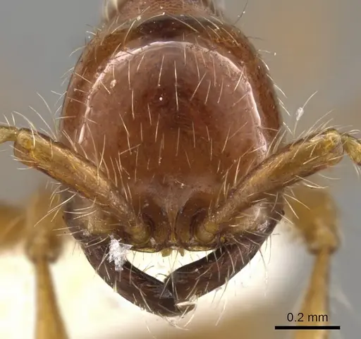 Aenictus eugenii - CASENT0900360