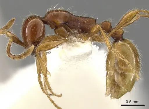 Aenictus eugenii - CASENT0900360