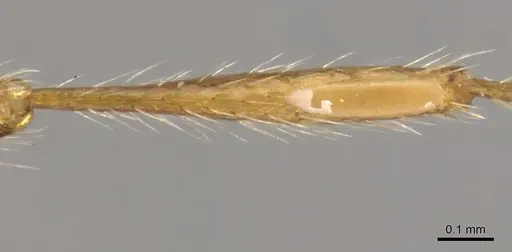 Aenictus eugenii - CASENT0900360