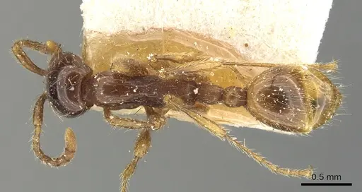 Aenictus eugenii - CASENT0901482