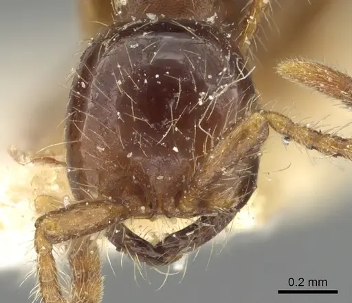 Aenictus eugenii - CASENT0901482