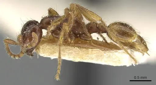 Aenictus eugenii - CASENT0901482