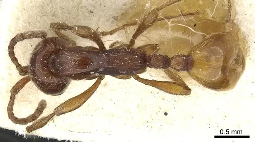 Aenictus eugenii - CASENT0902686