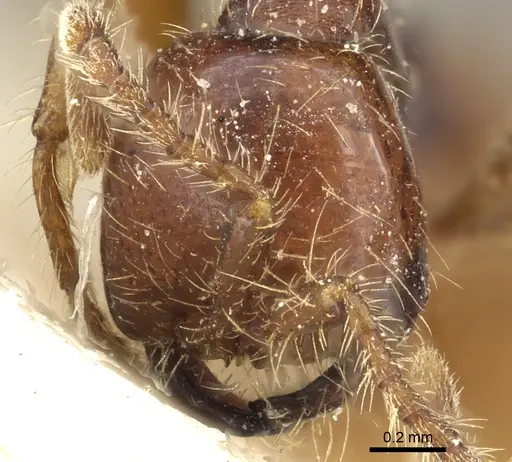 Aenictus eugenii - CASENT0902686