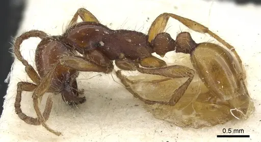 Aenictus eugenii - CASENT0902686